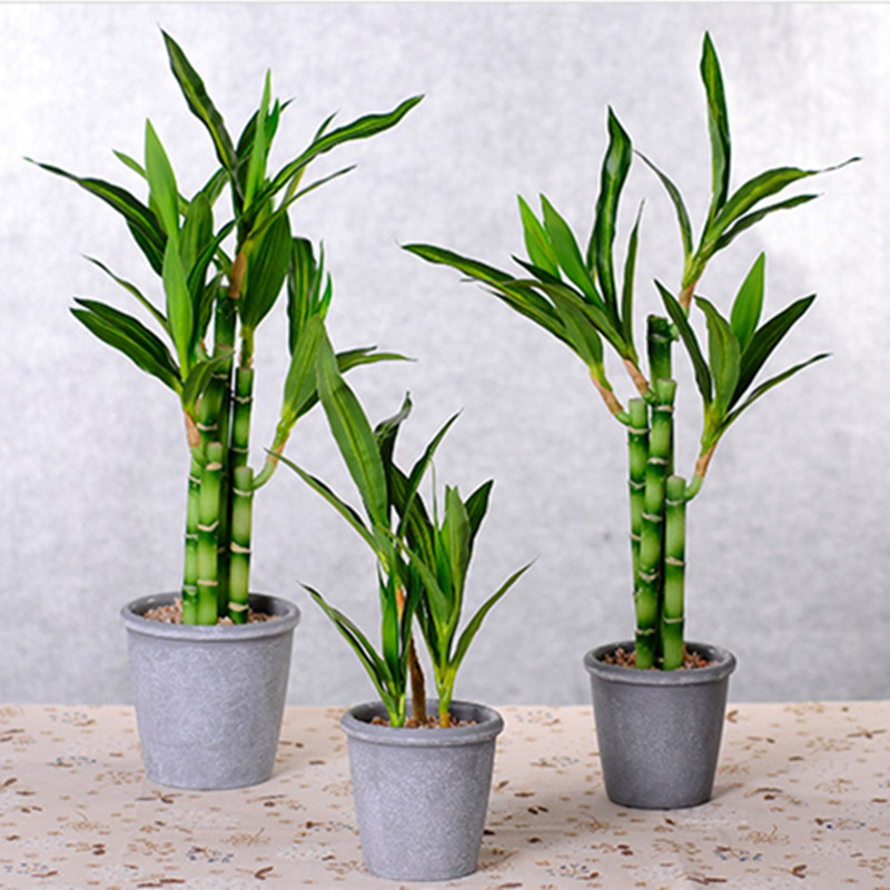 ต้นไผ่กวนอิมเทียมขนาด 40 ซม. พ - Aquarium Plants Book บทวิจารณ์และราคา