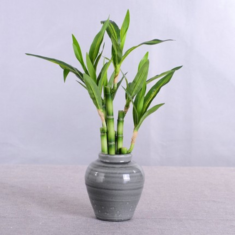 ต้นไผ่กวนอิมเทียมขนาด 40 ซม. พ - Aquarium Plants Book บทวิจารณ์และราคา