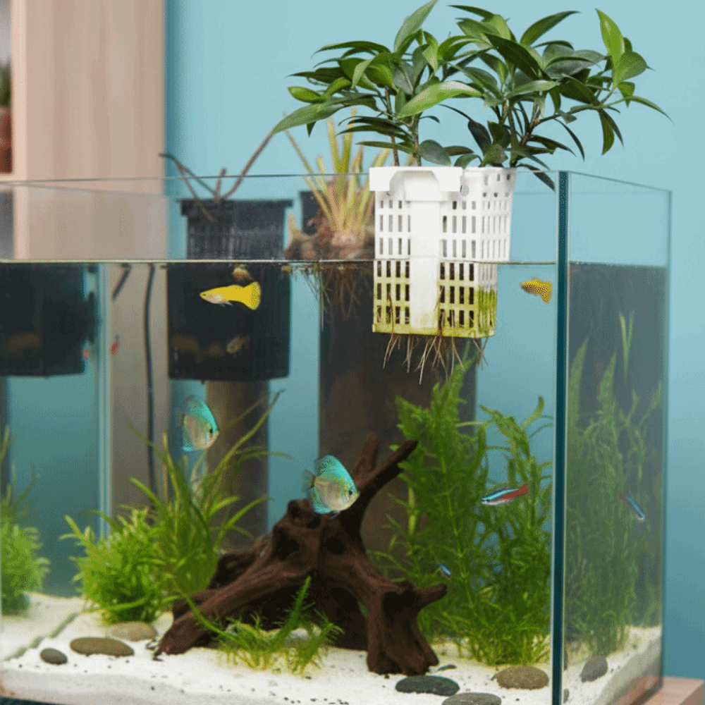 ที่แขวนต้นไม้น้ำแบบติดผนัง ตะข - Aquarium Planted Wall บทวิจารณ์และราคา