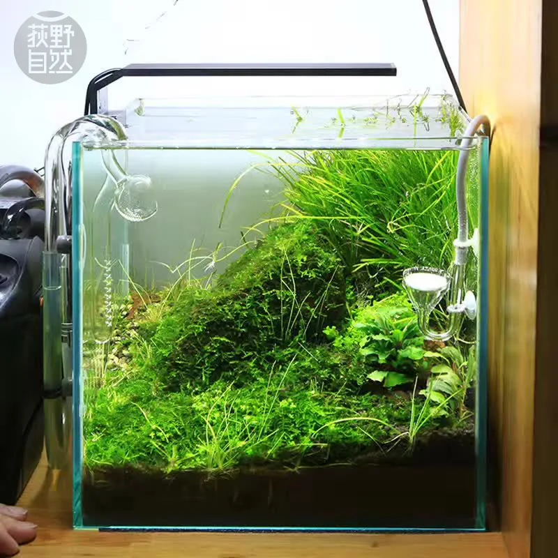 Chihiros C Series ADA สไตล์พืช - Aquarium Plant Display บทวิจารณ์และราคา