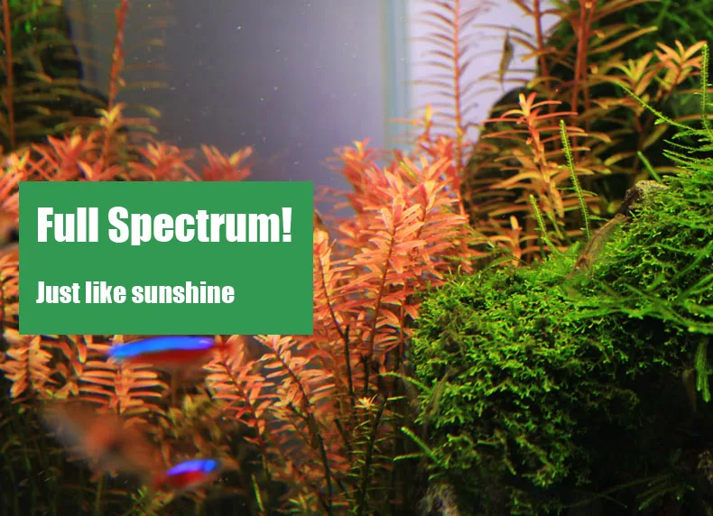 Chihiros C Series ADA สไตล์พืช - Aquarium Plant Display บทวิจารณ์และราคา