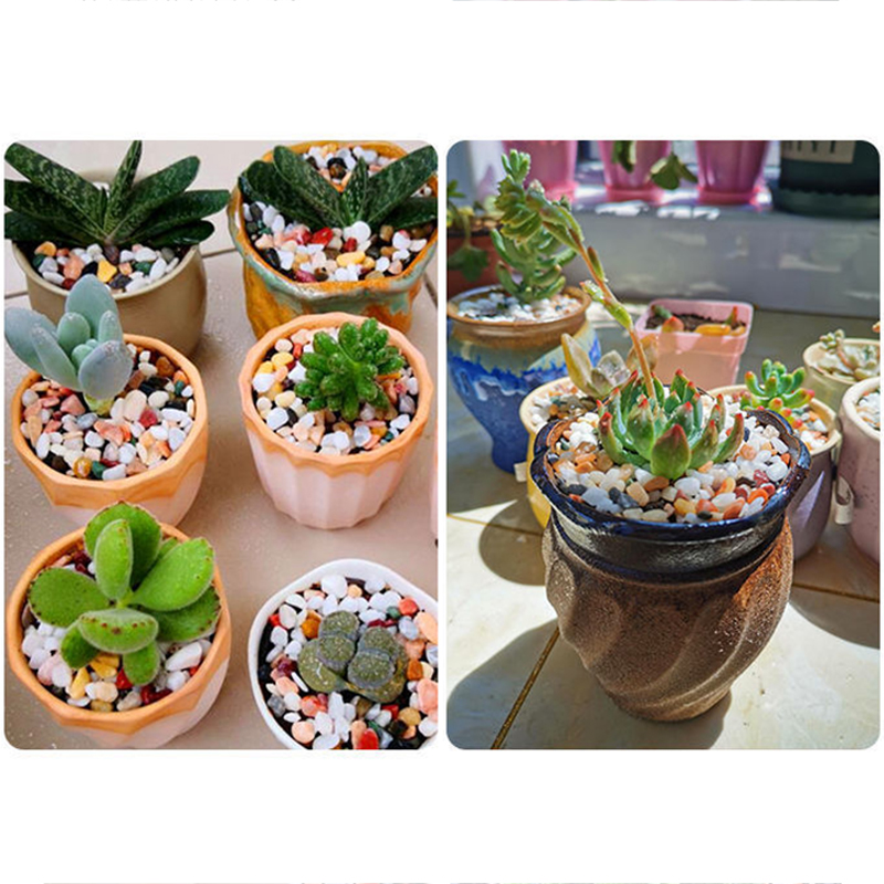 หินกรวดธรรมชาติ 200~1000 กรัม  - Planted Aquarium With Sand บทวิจารณ์และราคา