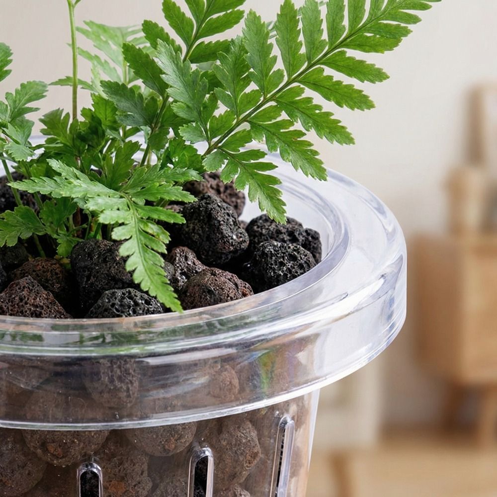 กระถางปลูกต้นไม้ในตู้ปลาแบบใส  - Aquarium Planted Wall บทวิจารณ์และราคา